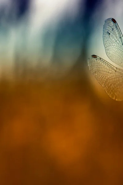 Dünne Gemusterte Schöne Flügel Einer Großen Libelle Die Abends Vor — Stockfoto