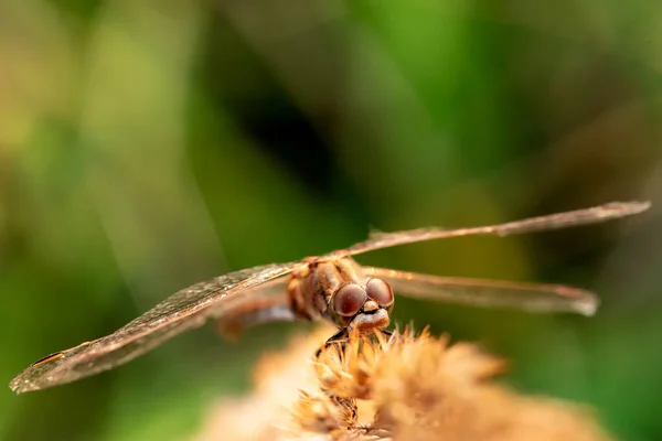 Een Mooie Grote Libelle Zit Een Plant Tegen Een Wazige — Stockfoto