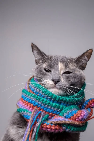 严肃的小猫咪准备过冬 披着羊毛织围巾 灰色背景 后续行动 — 图库照片