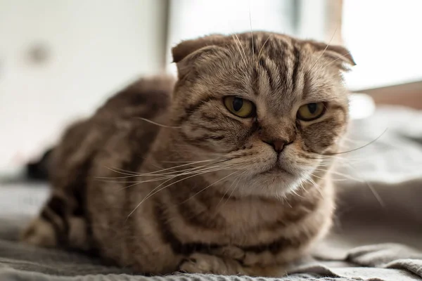 Unavená Otrávená Rozzlobená Kočka Scottish Fold Smutně Podívá Před Sebe — Stock fotografie