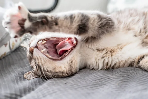 Sleepy Cat Yawns Lies Bed Natural Light Window Close — Stock Photo, Image