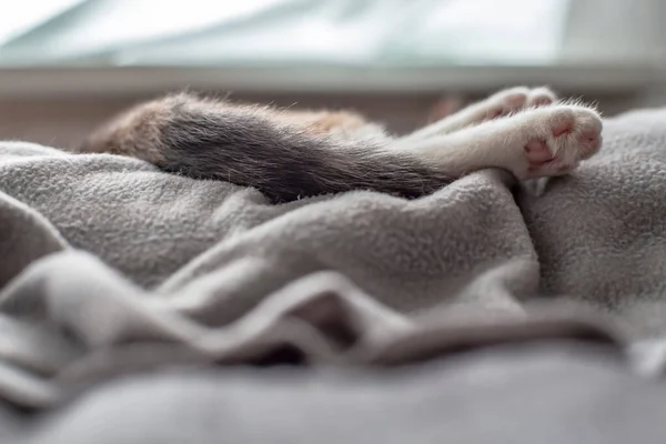 Elegantní Štíhlé Tlapky Měkkém Šedém Kostku Mladé Spící Kočky Přirozeném — Stock fotografie