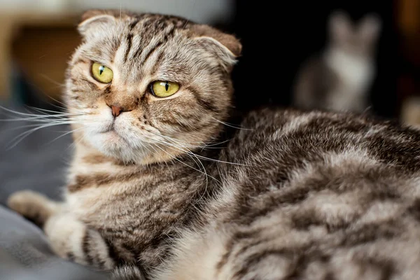 Cat Scottish Fold Ligt Bank Kijkt Bedachtzaam Uit Het Raam — Stockfoto