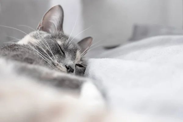 Young Cute Cat Sleeps Soft Warm Plaid Close — Stock Photo, Image