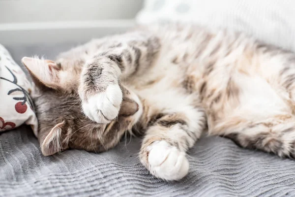 Ung Söt Katt Sover Sängen Och Blundar Med Tassen Från — Stockfoto