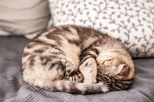 純血種の猫スコティッシュ フォールディングはベッドの上でボールを巻き上げ 枕を背景に顔を暖めるために顔を覆いました — ストック写真