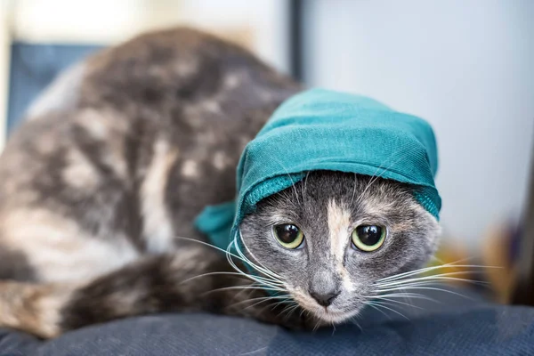 Örgü Örmüş Yeşil Şapkalı Düşünceli Bakışlı Minyatür Bir Kedi Yakın — Stok fotoğraf