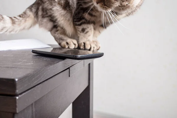 Katten Sitter Bredvid Mobiltelefon Farligt Och Slarvigt Vänster Vid Bordskanten — Stockfoto