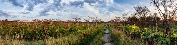 Concrete road, grass-covered, passes through an abandoned field with a giant, toxic hogweed (Heracleum) or the cow parsnip, against a blue sky and clouds, at sunset. Panorama. Rural landscape.