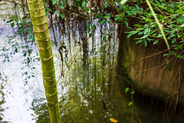 Evergreen bamboo trees grow on the bank of the river, which reflects the forest.