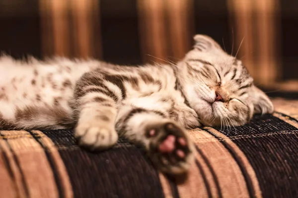 Small Beautiful Cute Pedigreed Kitten Scottish Fold Sleeps Soundly Couch — Stock Photo, Image