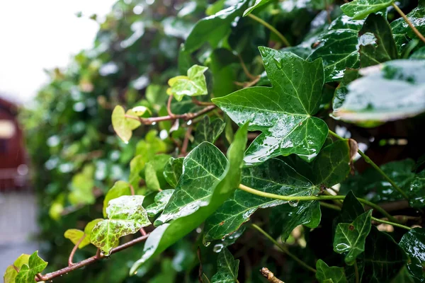 Bagnato Dopo Pioggia Edera Con Foglie Verdi Densamente Ben Avvolge — Foto Stock