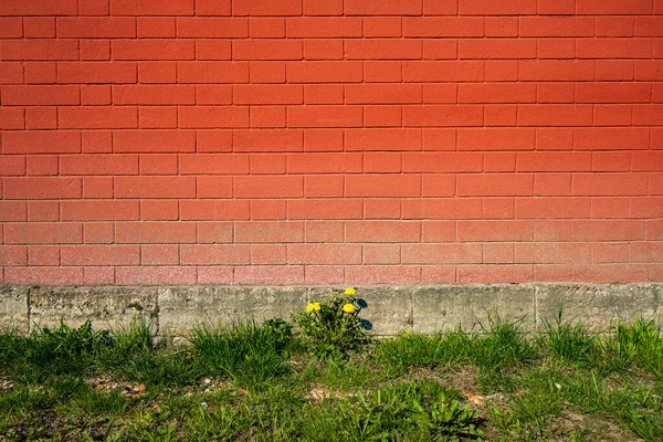 Yellow dandelion grows against the wall of red brick and concrete foundation, on a sunny, spring day