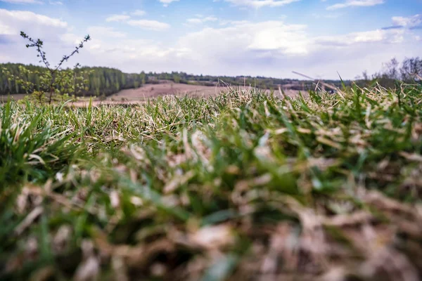 Färskt Och Torrt Gräs Kulle Mot Bakgrund Skog Och Blå — Stockfoto