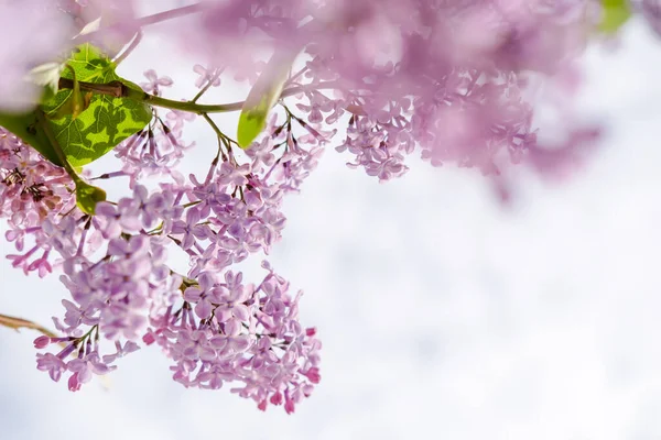 Красива Запашна Квітка Бузкового Кольору Syringa Vulgaris Сонячний Весняний Ранок — стокове фото