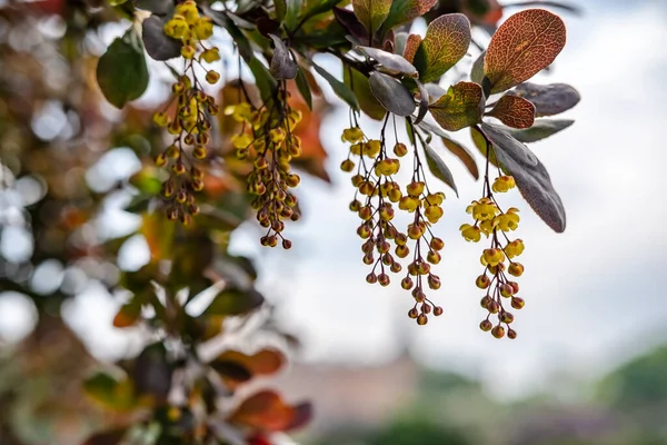 Ячмінь Berberis Весняний День Розмитому Фоні Підсумок — стокове фото