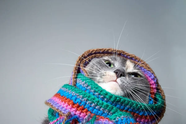 Kış Için Hazırlanmış Şirin Bir Kedi Gri Bir Arka Planda — Stok fotoğraf