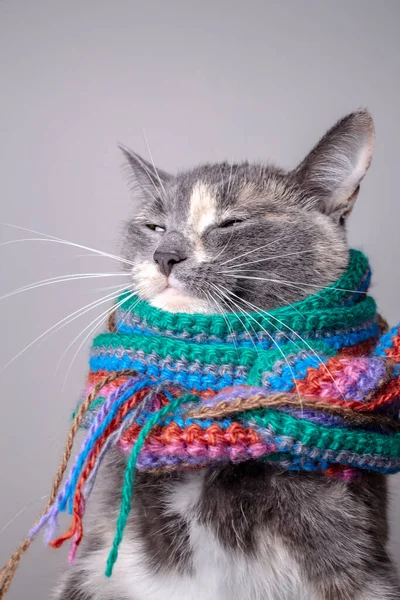 Pequeno Gato Com Olhar Astuto Preparado Para Inverno Envolto Lenço — Fotografia de Stock