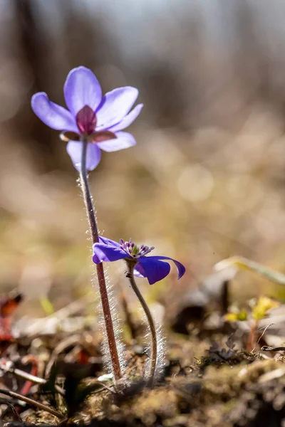 Gyönyörű Kék Virágok Hepatica Nobilis Napsugarak Egy Meleg Tavaszi Napon — Stock Fotó