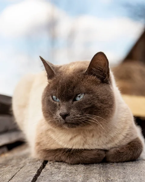 Cute Sad Cat Beautiful Blue Eyes Resting Old Wooden Boards — Stock Photo, Image