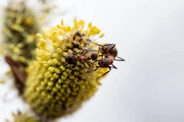 Dos Hormigas Del Bosque Rojo Formica Rufa Están Luchando Sobre — Foto de Stock