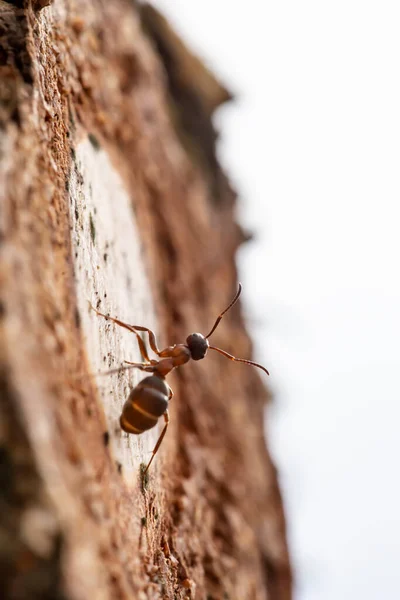 Hormiga Del Bosque Rojo Formica Rufa Sienta Árbol Vigila Puesta — Foto de Stock