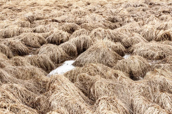 Trockenes Letzten Jahr Gefallenes Gras Und Eine Pfütze Auf Dem — Stockfoto