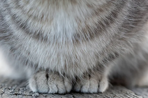 柔らかい ふわふわの猫の足は木製のベンチにあります — ストック写真