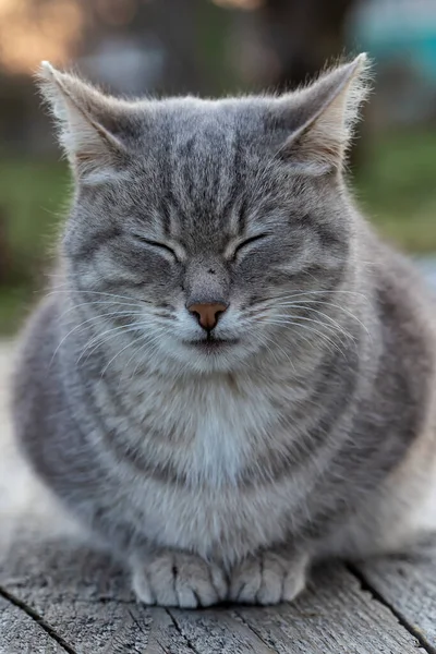 かわいい 猫は春の夜には木製のベンチで 背景にぼやけて 田舎で寝ている — ストック写真