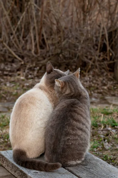 Dois Gatos Bonitos Beijam Enquanto Sentam Lado Banco Madeira Campo — Fotografia de Stock