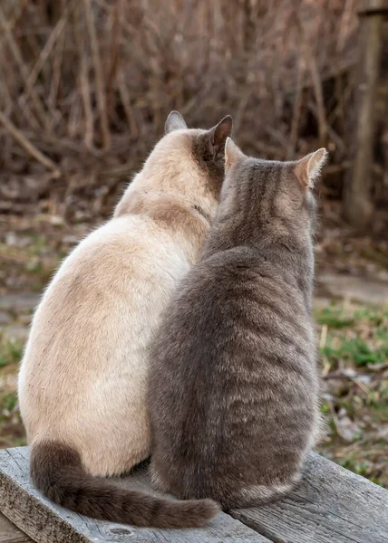 Две Милые Кошки Сидят Вместе Деревянной Скамейке Сельской Местности Фоне — стоковое фото