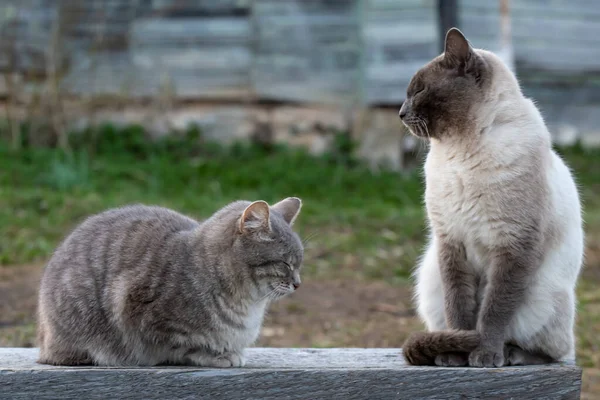 2匹のかわいい猫は 古い家の壁の背景を背景に 春の夜には 村の木製のベンチで寝ています — ストック写真