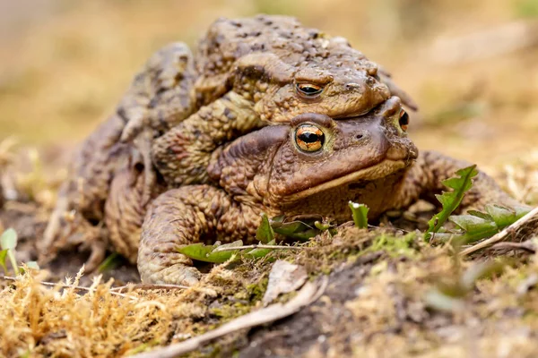 Par Sapos Comuns Bufo Bufo Durante Época Reprodução Livre Macro — Fotografia de Stock