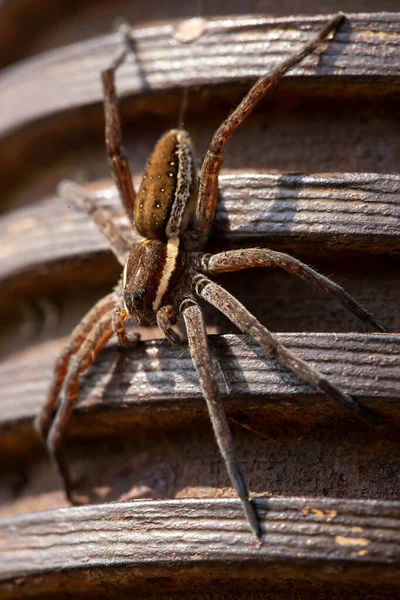 Bellissimo Ragno Acquatico Argyroneta Aquatica Palo Metallico Con Filo Raggi — Foto Stock