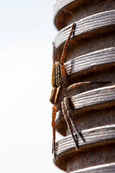 Hermosa Araña Agua Argyroneta Aquatica Poste Metal Con Hilo Los — Foto de Stock