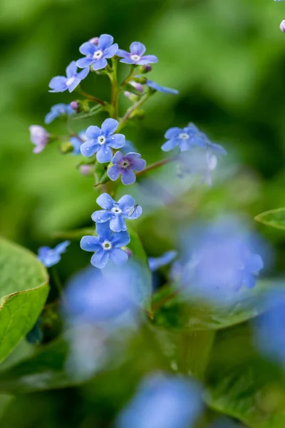 Beautiful Blue Fragrant Flowers Brunnera Macrophylla Nezabudnik Blurred Background Макро — стоковое фото