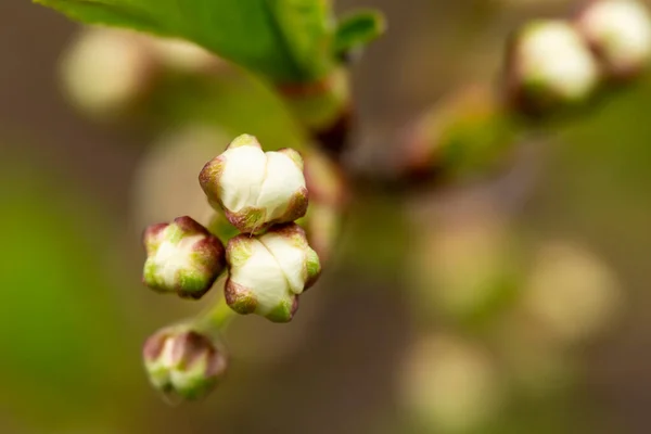 Відкриті Бутони Вишні Prunus Subg Cerasus Розмитому Тлі Макро Крупним — стокове фото