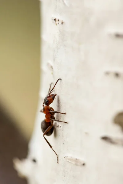 Červený Lesní Mravenec Formica Rufa Sedí Bříze Rozmazaném Pozadí Makro — Stock fotografie