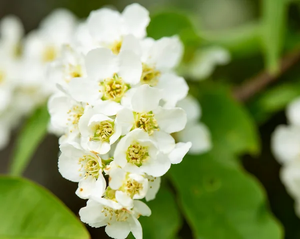 春の日には 緑の背景がぼやけている鳥のチャートの美しい 香りの良い 白い花 Prunus Padus ハックベリー またはMaydayツリー マクロだ — ストック写真