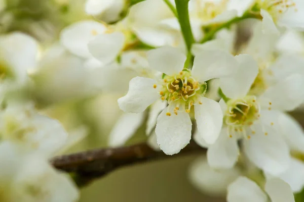 Beautiful Fragrant White Flowers Bird Chert Prunus Padus Hackberry Hagberry — Stock Photo, Image