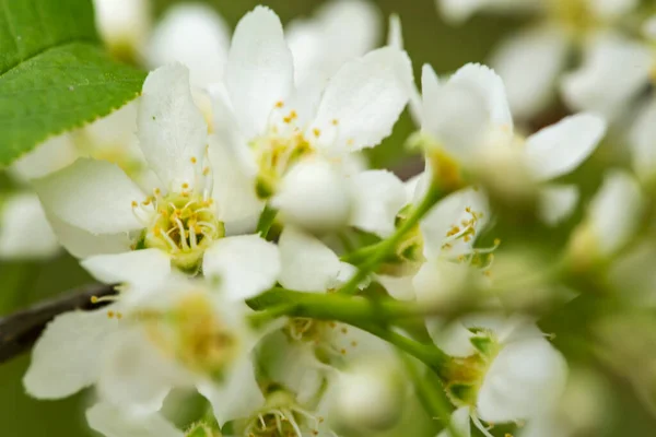 Beautiful Fragrant White Flowers Bird Chert Prunus Padus Hackberry Hagberry — Stock Photo, Image