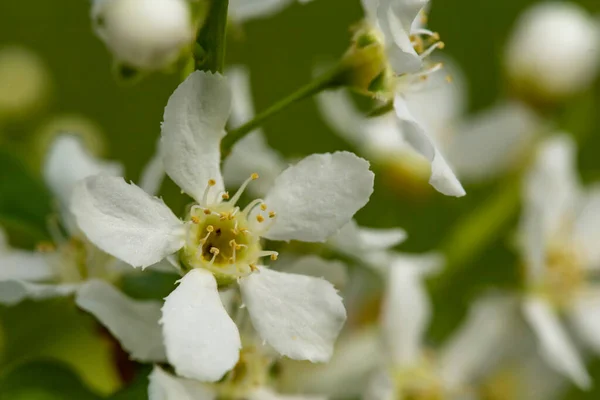 春の日には 緑の背景がぼやけている鳥のチャートの美しい 香りの良い 白い花 Prunus Padus ハックベリー またはMaydayツリー マクロだ — ストック写真