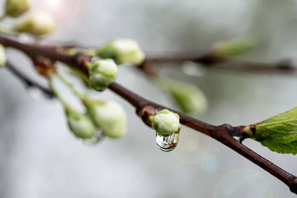 Красиві Білі Квіти Сливові Бруньки Prunus Domestica Прозорими Краплями Води — стокове фото