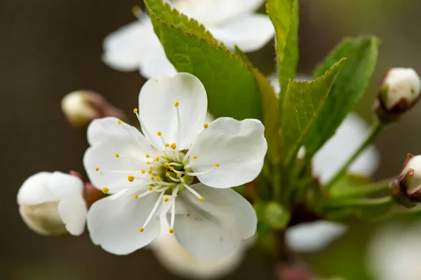 Kauniita Valkoisia Kukkia Luumu Silmut Prunus Domestica Hämärtynyt Tausta Makroa — kuvapankkivalokuva