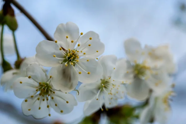 Beautiful White Plum Flowers Prunus Domestica Blue Sky Macro Close — Stock Photo, Image