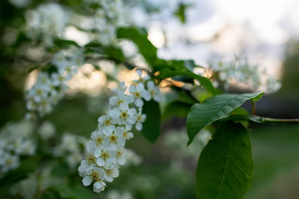春の夜 田舎で 美しく香り高い鳥の桜 春のパドゥス ハックベリー またはメイデイの木 — ストック写真