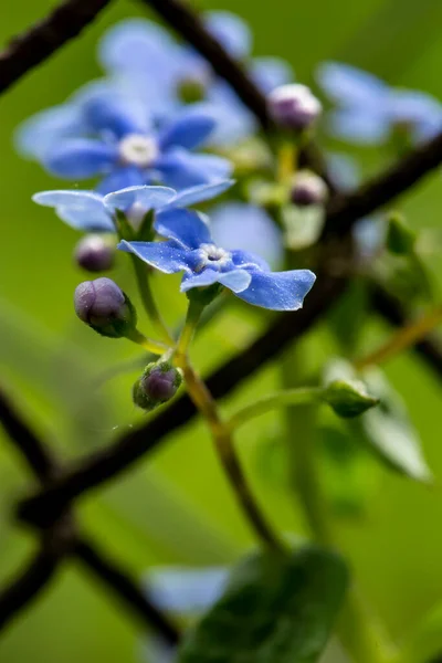 Мбаппе Синие Душистые Цветы Brunnera Macrophyornezabudnik Дождь Весеннего Солнца Размытом — стоковое фото