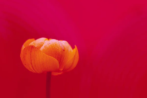 花Trollius Europaeus 美しく明るいフィルター付きの写真 マクロだ — ストック写真