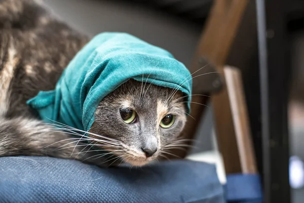 Charmant Petit Chat Dans Chapeau Vert Tricoté Est Assis Sur — Photo