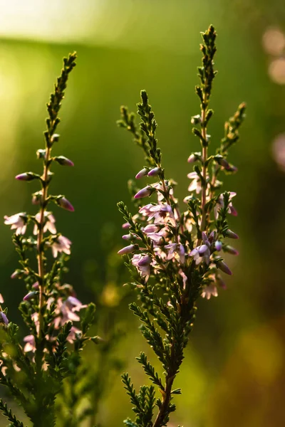 緑の森のぼやけた背景を背景に 夕方の太陽の光をバックライトに 一般的な髪 Calluna Valgaris の美しい 明るい紫色のピンクの束 — ストック写真